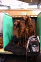 Crufts2011 240